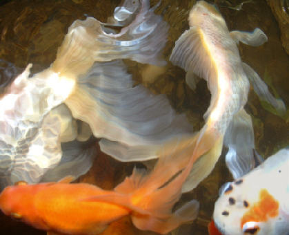 goldfish emergency 911, 10 steps to a healthy goldfish.